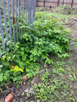 japanese knotweed removal