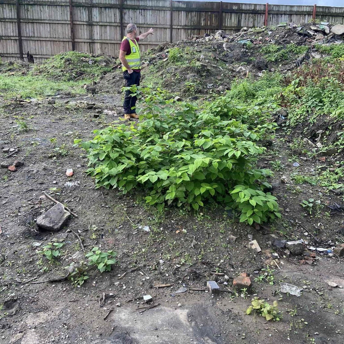 japanese knotweed removal