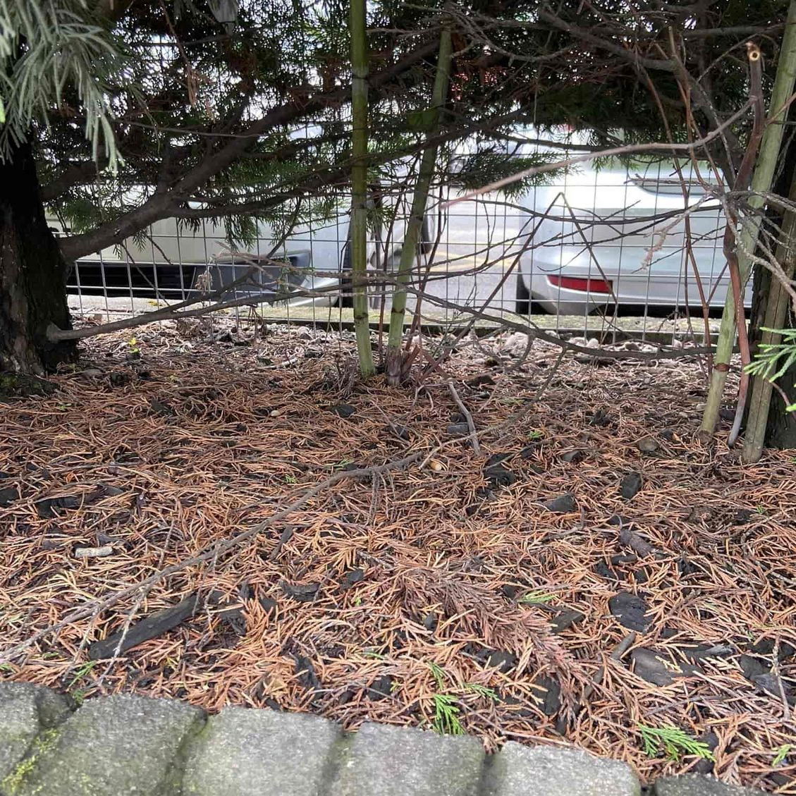 japanese knotweed removal